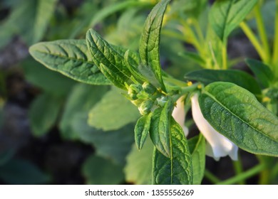 Awesome Green Sesame Leave With Flower. Sesame Royalty Free Background Images