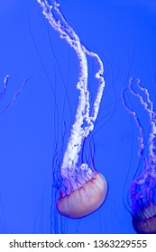 Awesome Jelly Fish