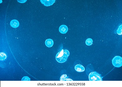 Awesome Jelly Fish