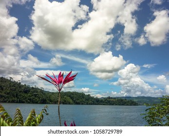 Awesome Landscape Of A Exotic Purple Flower And Blue Lake In Sauce District, Department Of San Martin, Peru. 