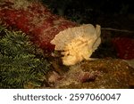 Awesome Leaf scorpionfish, Taenianotus triacanthus, or paperfish, shot at a Puerto Galera coral reef in the Philippines