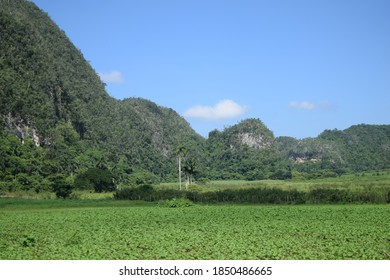 Awesome Nature Green Viñales Valley In Cuba