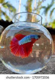 Awesome Red Tailed Beta Fish In Bowl 