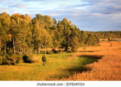 Awesome scenery on the autumn field and forest. Selective focus. High quality photo