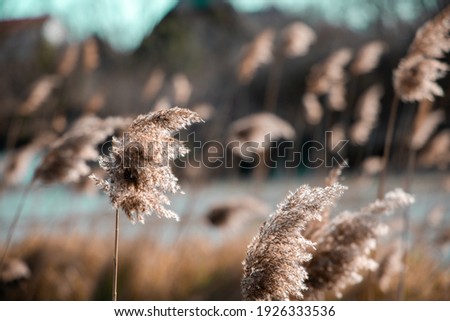Awesome Shot of a Beautiful grain-coloured Plant with a shallow depth of field during a hot sunny day