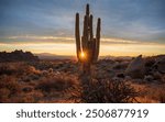 Awesome Sunrise through massive saguaro cactus in the Sonoran Desert