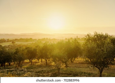 Awesome Sunset Over Olive Trees Field In Tuscany, Italy.