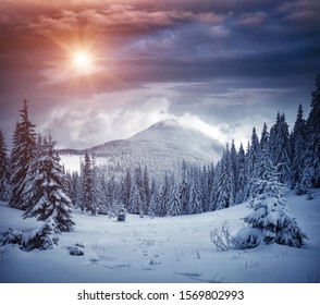 Awesome Winter Landscape With Spruces Covered In Snow. Frosty Day, Exotic Wintry Scene. Magic Carpathian Mountains, Ukraine, Europe. Winter Nature Wallpapers. Splendid Christmas Scene. Beauty World.