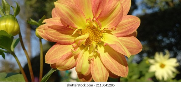 Awesome Yellow Orange Flower In February Weather