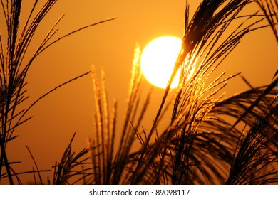 Awn Grass On A Great Autumn Sunset Background