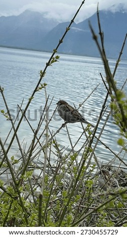 Aww two cute sparrows sitting on the big grasses, enjoying the lake view showing the peace and serenity. 