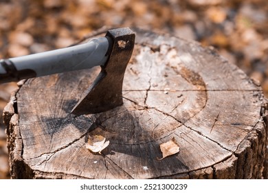 An axe will be stuck into a wooden log. Harvesting firewood for the winter season. Logging on the background of the forest. Lumber, wood-cutting tools.