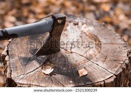 An axe will be stuck into a wooden log. Harvesting firewood for the winter season. Logging on the background of the forest. Lumber, wood-cutting tools.