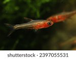 Axelrod Red Danio (Sundadanio rubellus) in tropical aquarirum