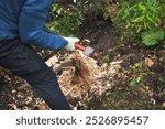 an axeman driving a wedge into the stump, outdoor daylight shot