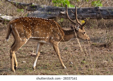 Axis (Chital) Stag In Bandipur National Park