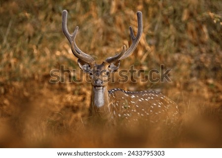 Axis spotted deer in the forest. Deers in the nature habitt, Kabini Nagarhole NP in India. Herd of animal near the water pond. Nature wildlife. Head portrait with antlers                              