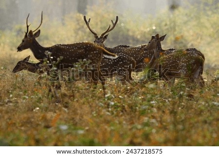 Axis spotted deer herd group in the forest. Deers in the nature habitt, Kabini Nagarhole NP in India. Herd of animal near the water pond. Nature wildlife, misty morning.                               