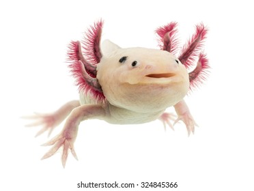Axolotl (Ambystoma mexicanum) in front of a white background