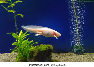 Axolotl Ambystoma mexicanum under water, in the aquarium tank. Mexican walking fish, adorable exotic aquarium pet - Shutterstock ID 2256038685