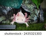 Axolotl Ambystoma mexicanum walking on a grass in aquarium. Amphibian or salamander in a fish tank