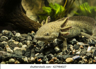 Axolotl Aquarium Stock Photo 427983610 | Shutterstock