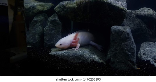 Axolotl Aquarium, Salamander, Nature, Tank