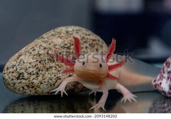 Axolotl is an exotic and\
very cute pet.