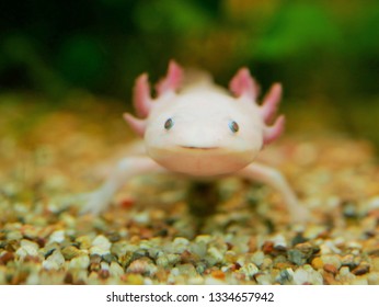 Axolotl German Zoo Stock Photo Edit Now