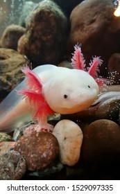The axolotl, also known as the Mexican walking fish, is a neotenic salamander related to the tiger salamander. Wild axolotls were near extinction. This tiny cute dragon lives happy in aquarium.