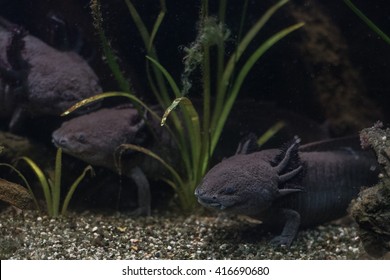 Axolotl Mexican Salamander Portrait Underwater While Eating