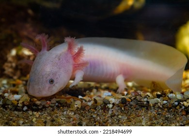 axolotl salamander search for prey on sand bottom, funny freshwater domesticated amphibian, endemic of Valley of Mexico, tender coldwater species, low light mood, blurred background, pet shop sale - Shutterstock ID 2218494699