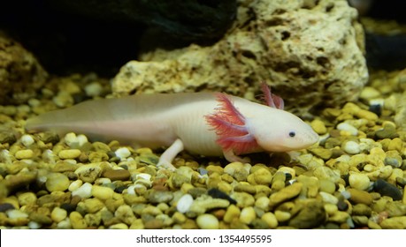 Axolotl swimming underwater marine life fish tank aquarium / white Axolotl Mexican salamande