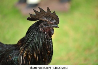 Ayam Cemani from Indonesia. - Shutterstock ID 1182572617