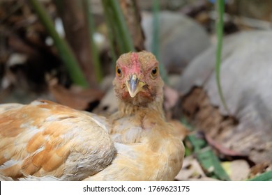 Ternak Ayam Images, Stock Photos u0026 Vectors  Shutterstock