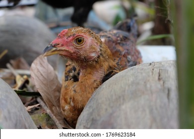 Ternak Ayam Images, Stock Photos u0026 Vectors  Shutterstock