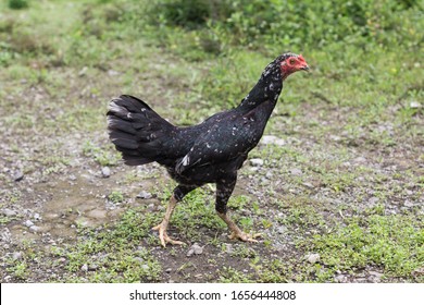 Ayam jantan Images, Stock Photos & Vectors | Shutterstock
