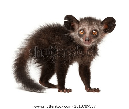 Aye Aye Lemur Hyper Realistic Large Eyes Long S Isolated On White Background