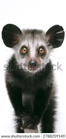 Aye Aye Lemur Looking Directly at Camera Isolated on White Background