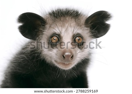 Aye Aye Lemur Looking Directly at Camera Isolated on White Background
