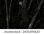 Aye-aye, Daubentonia madagascariensis, night animal in Madagascar. Rare endemic monkey lemur. Aye-aye nocturnal lemur monkey in the nature habitat, coast forest in Madagascar, widllife nature. 