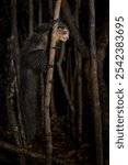 Aye-aye, Daubentonia madagascariensis, night animal in Madagascar. Aye-aye nocturnal lemur monkey in the nature habitat, coast forest in Madagascar, widllife nature. Rare endemic