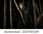 Aye-aye nocturnal lemur monkey in the nature habitat, coast forest in Madagascar, widllife nature. Rare endemic. Aye-aye, Daubentonia madagascariensis, night animal in Madagascar. Dark nigt animal.