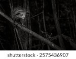 Aye-aye nocturnal lemur monkey in the nature habitat, coast forest in Madagascar, widllife nature. Rare endemic. Aye-aye, Daubentonia madagascariensis, night animal in Madagascar. 