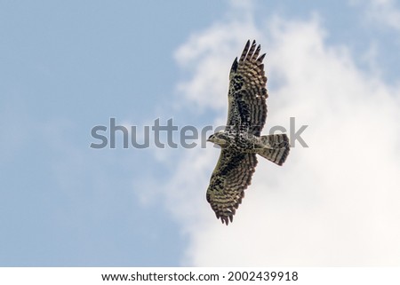 Ayres's Hawk-eagle Flying against a cloudy blue sky