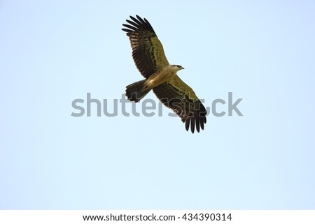 Ayres's Hawk-Eagle (Hieraaetus ayresii) in Nyungwe National Park,Rwanda