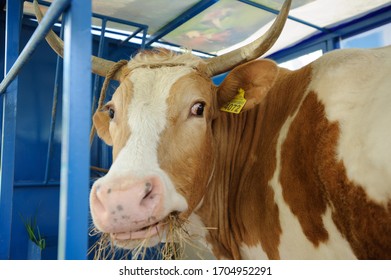 Ayrshire Cattle. A Mature Ayrshire Cow In Cage.