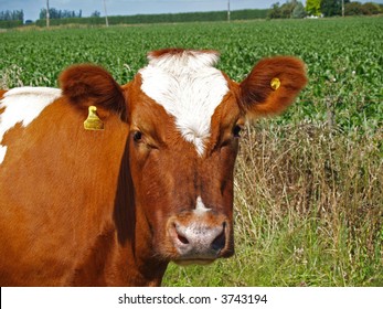 Ayrshire Cow