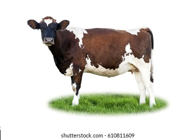 Ayrshire Cow