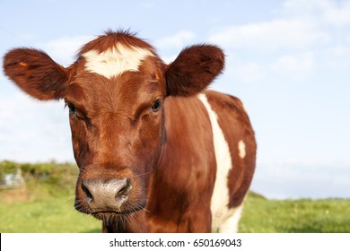 Ayrshire Cow